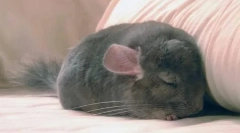 Jak kdy a kolik chinchilla spí